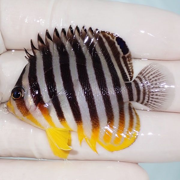 【現物3】sale シマヤッコ 5.5cm±! 海水魚 生体 15時までのご注文で当日...