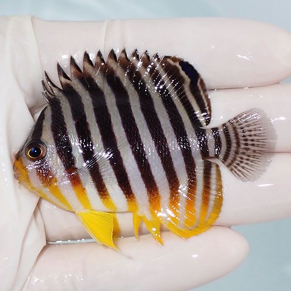 【現物4】sale シマヤッコ 6.5cm±! 海水魚 生体 15時までのご注文で当日...