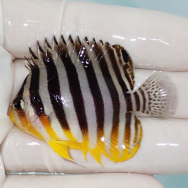 【現物5】sale シマヤッコ 5.3cm±! 海水魚 生体 15時までのご注文で当日...