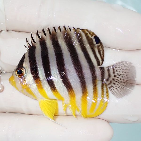 【現物1】saleシマヤッコ 5.3cm±! 海水魚 生体 15時までのご注文で当日...