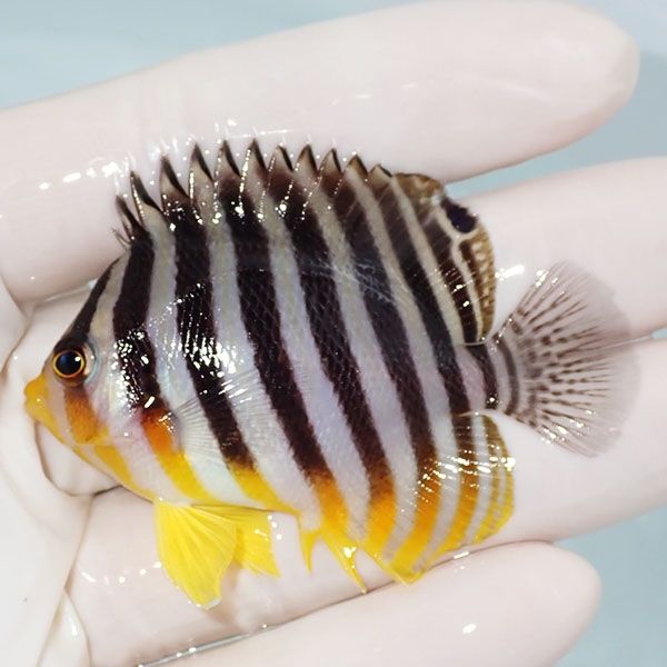 【現物6】sale シマヤッコ 6cm±! 海水魚 生体 15時までのご注文で当日発...