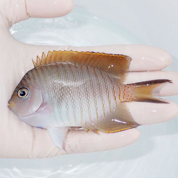 【現物2】 ヤイトヤッコ ♂ 10.5cm± ! 海水魚 ヤッコ 15時までのご注文...