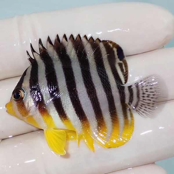 【現物7】sale シマヤッコ 5cm±! 海水魚 生体 15時までのご注文で当日発...