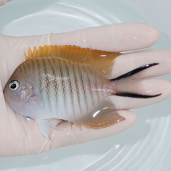 【現物1】 ヤイトヤッコ ♂ 9.5cm± ! 海水魚 ヤッコ 15時までのご注文で...