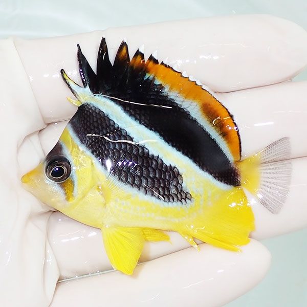 【現物1】粒エサOK インディアンバタフライ 6cm±! 海水魚 チョウチョウ...