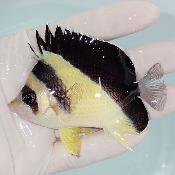 【現物2】バーゲスバタフライ 8.5cm±! 海水魚 チョウチョウウオ 15時ま...