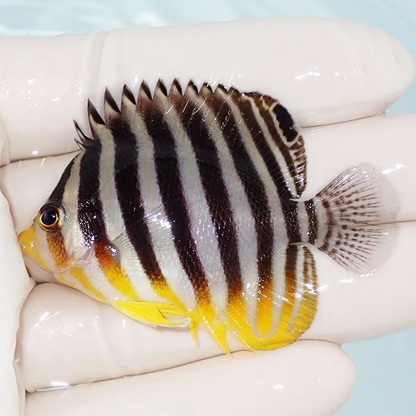 【現物12】sale シマヤッコ 5.8cm±! 海水魚 生体 15時までのご注文で当...