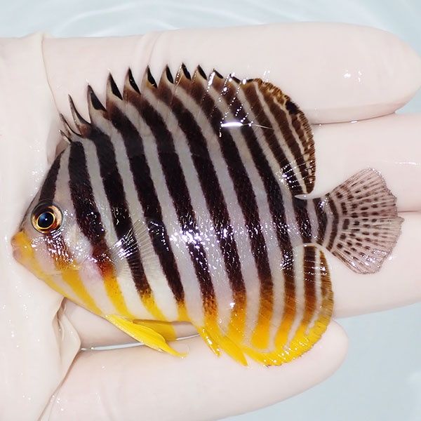 【現物13】sale シマヤッコ 7cm±! 海水魚 生体 15時までのご注文で当日...