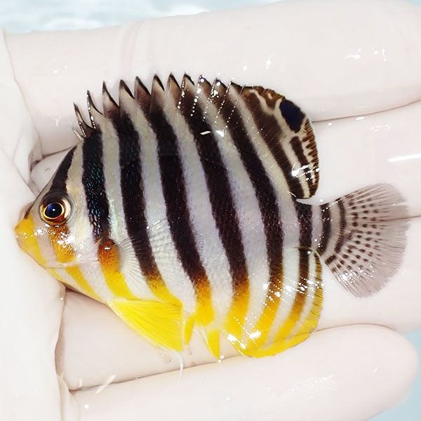 【現物11】sale シマヤッコ 6cm±! 海水魚 生体 15時までのご注文で当日...