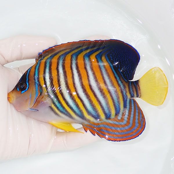 【現物2】ニシキヤッコ BIG 14.5cm±!海水魚 ヤッコ15時までのご注文で当...