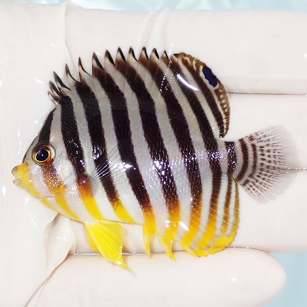 【現物14】sale シマヤッコ 6.3cm±! 海水魚 生体 15時までのご注文で当...