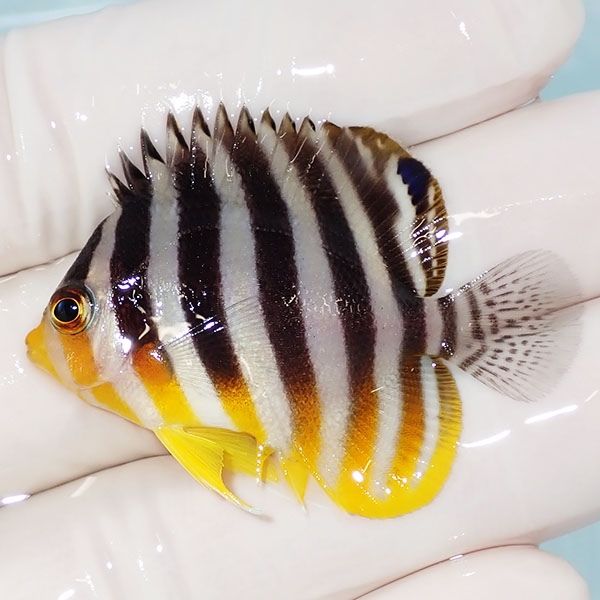 【現物15】sale シマヤッコ 4.5cm±! 海水魚 生体 15時までのご注文で当...