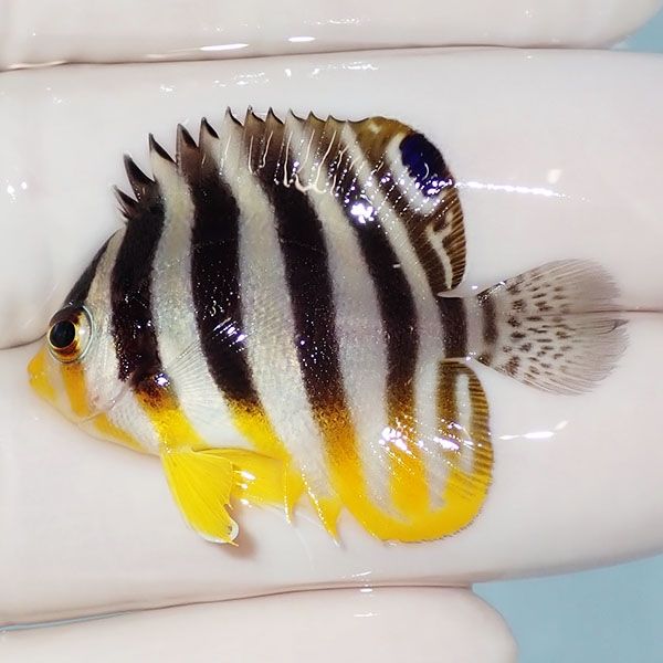 【現物17】sale シマヤッコ 4cm±! 海水魚 生体 15時までのご注文で当日...