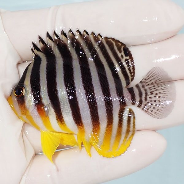 【現物19】sale シマヤッコ 6.5cm±! 海水魚 生体 15時までのご注文で当...