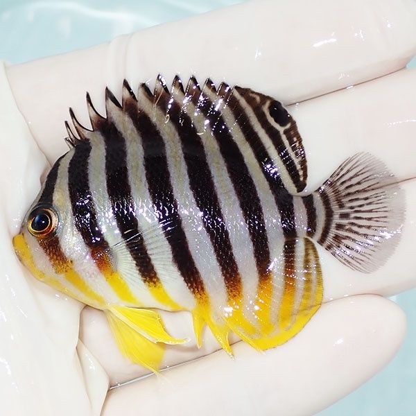 【現物20】sale シマヤッコ 6.5cm±! 海水魚 生体 15時までのご注文で当...