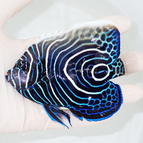 【現物7】ウズマキ 11cm±!海水魚 ヤッコ 15時までのご注文で当日発送(t...