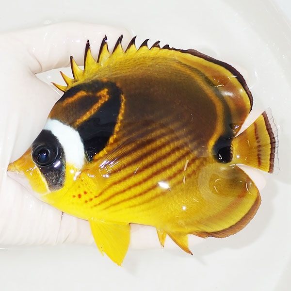 【現物】チョウハン bigサイズ 13.5cm±! 海水魚 チョウチョウウオ 15時...