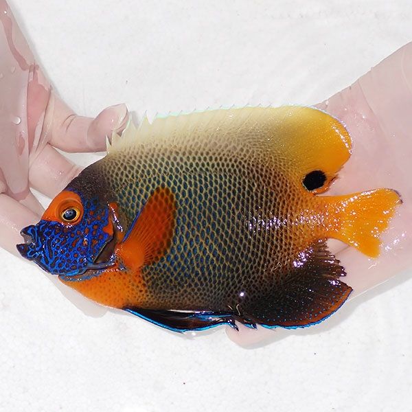 【現物1】 ヒレかけ 粒エサOK アデヤッコ 成魚 16cm±! 海水魚 ヤッコ(t1...