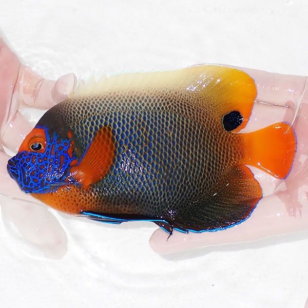 【現物2】 粒エサOK アデヤッコ 成魚 16cm±! 海水魚 ヤッコ(t111(t207