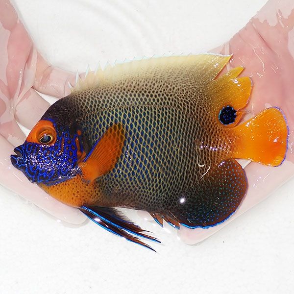 【現物3】 ヒレかけ 粒エサOK アデヤッコ 成魚 15.5cm±! 海水魚 ヤッコ(...