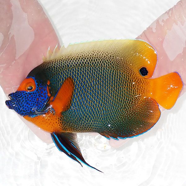 【現物4】 アデヤッコ 成魚 20cm±! 海水魚 ヤッコ(t111(t207