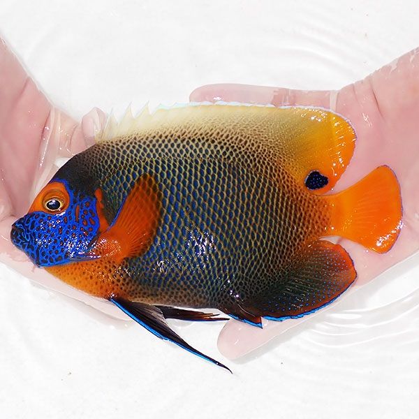 【現物5】 アデヤッコ 成魚 18cm±! 海水魚 ヤッコ(t111(t207