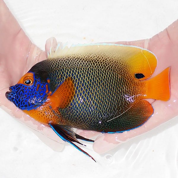 【現物6】 アデヤッコ 成魚 16.5cm±! 海水魚 ヤッコ(t111(t207