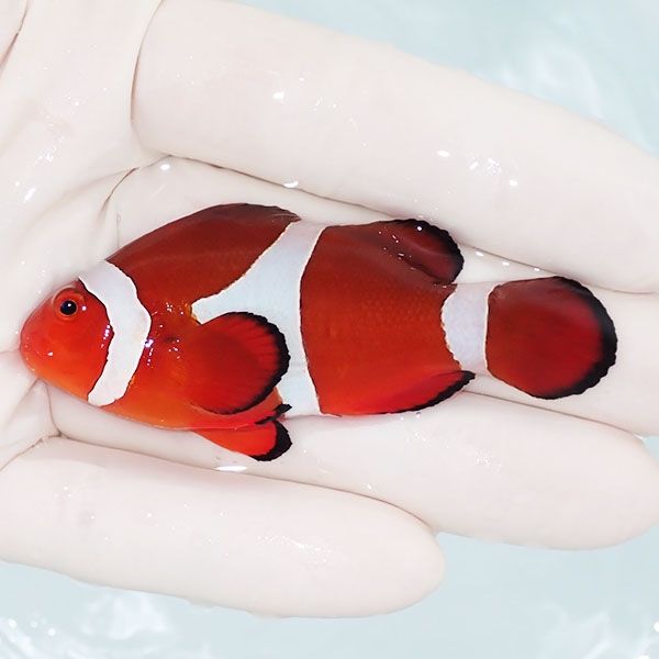 【現物1】カクレクマノミbig 7cm± ! wild 海水魚 カクレクマノミ(t111(t207