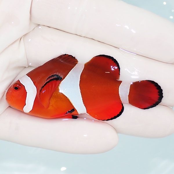 【現物2】カクレクマノミbig 6.5cm± ! wild 海水魚 カクレクマノミ(t111...