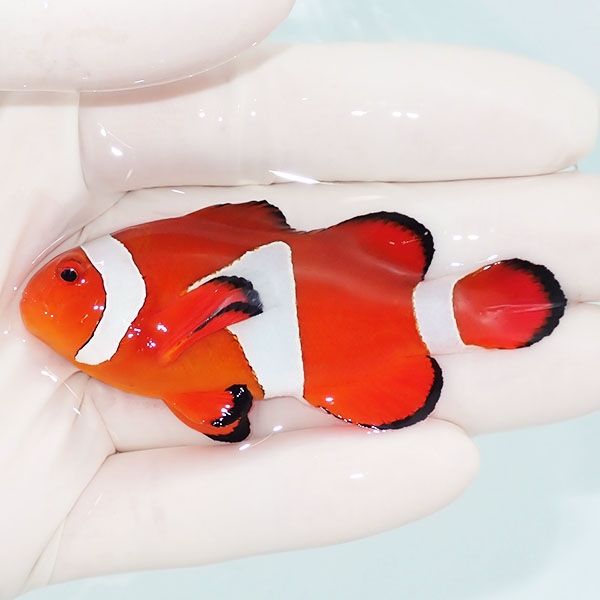 【現物3】イレギュラーバンド カクレクマノミbig 7.3cm± ! wild 海水魚 ...