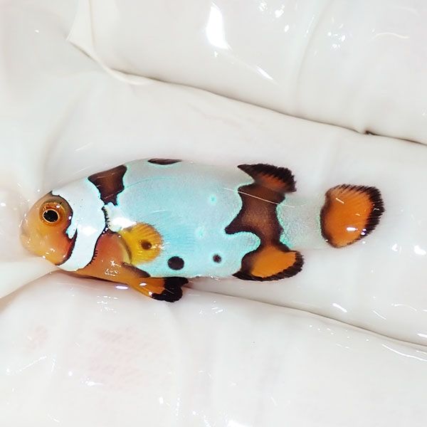 【現物1】ブラックアイスオセラリス 3cm±! 海水魚 クマノミ 餌付け 15時...