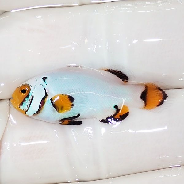 【現物1】プラチナクラウン 3.2cm±!海水魚 クマノミ ブリード 15時まで...