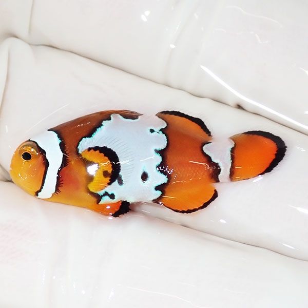 【現物3】ブラックアイスオセラリス 3.3cm±! 海水魚 クマノミ 餌付け 15...