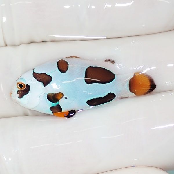 【現物1】オレンジストーム 3.5cm± ! ブリード 海水魚 カクレクマノミ(t...