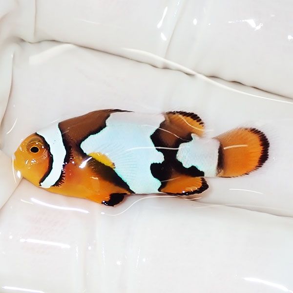 【現物4】ブラックアイスオセラリス 3.5cm±! 海水魚 クマノミ 餌付け 15...