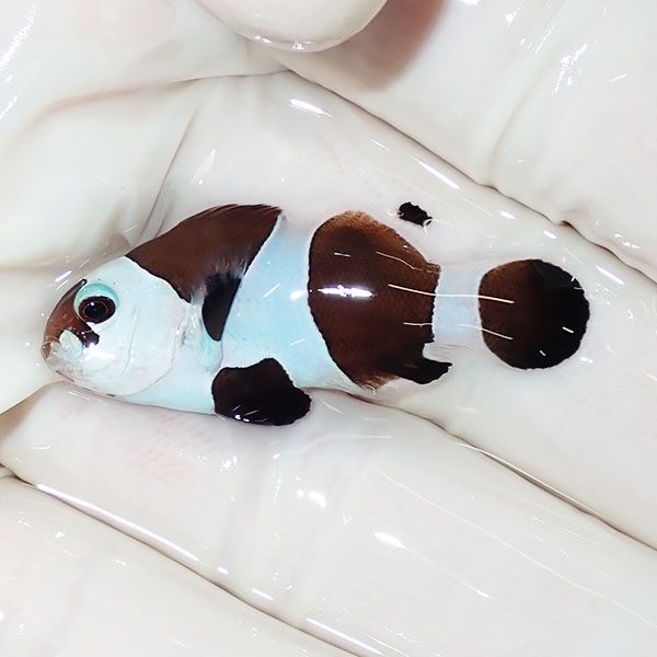 【現物1】ブラックストームクラウン 3.7cm± !海水魚 カクレクマノミ 15...