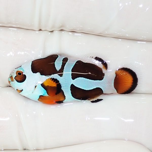 【現物3】オレンジストーム 3.5cm± ! ブリード 海水魚 カクレクマノミ(t...