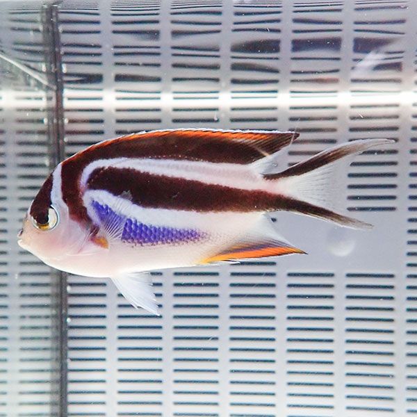 ベルスエンゼル メス 8-10cm± ! 海水魚 ヤッコ 15時までのご注文で当日...