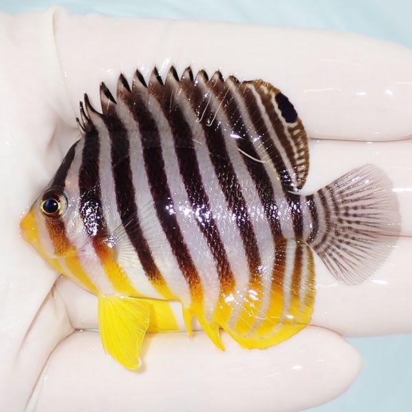 【現物3】sale シマヤッコ 6cm±! 海水魚 生体 15時までのご注文で当日発...