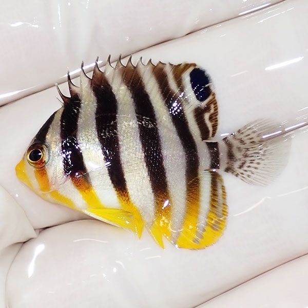 【現物9】sale シマヤッコ 3.8cm±! 海水魚 生体 15時までのご注文で当日...