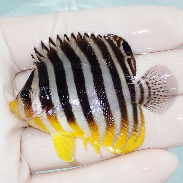 【現物10】sale シマヤッコ 5.5cm±! 海水魚 生体 15時までのご注文で当...