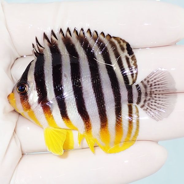 【現物4】sale シマヤッコ 6cm±! 海水魚 生体 15時までのご注文で当日発...