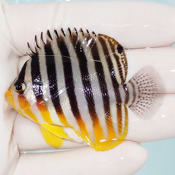 【現物5】sale シマヤッコ 6cm±! 海水魚 生体 15時までのご注文で当日発...