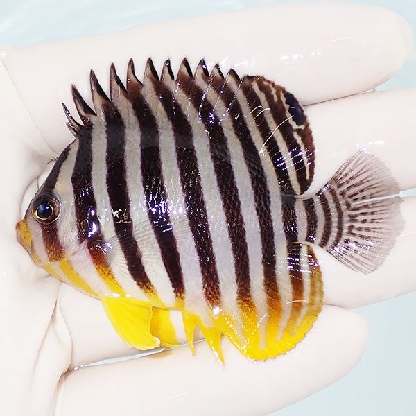 【現物1】saleシマヤッコ 6.5cm±! 海水魚 生体 15時までのご注文で当日...