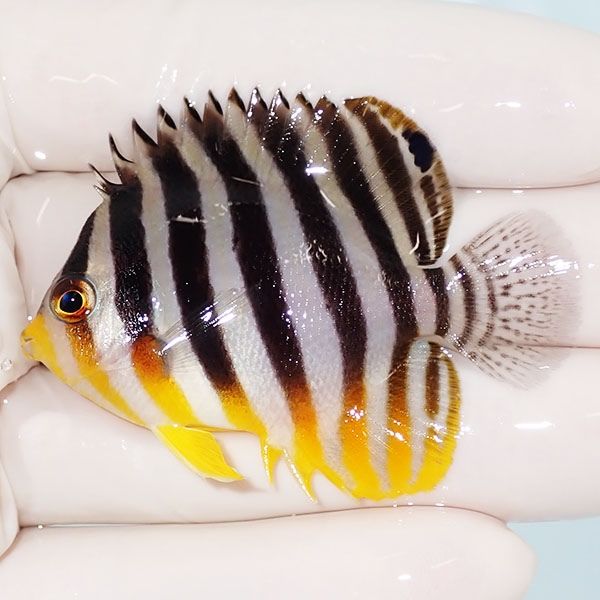 【現物2】sale シマヤッコ 5.5cm±! 海水魚 生体 15時までのご注文で当日...