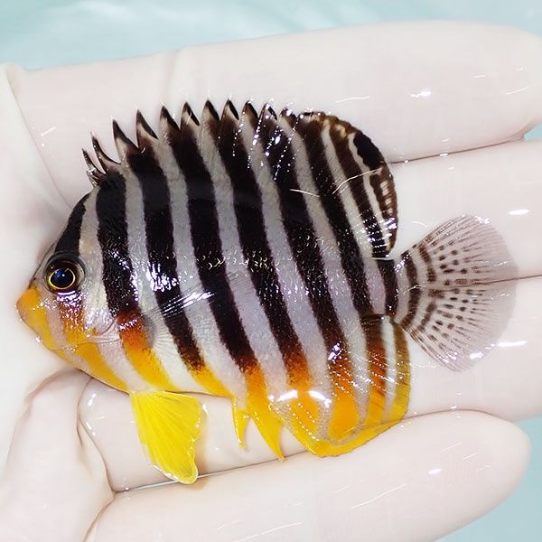 【現物8】sale シマヤッコ 6cm±! 海水魚 生体 15時までのご注文で当日発...