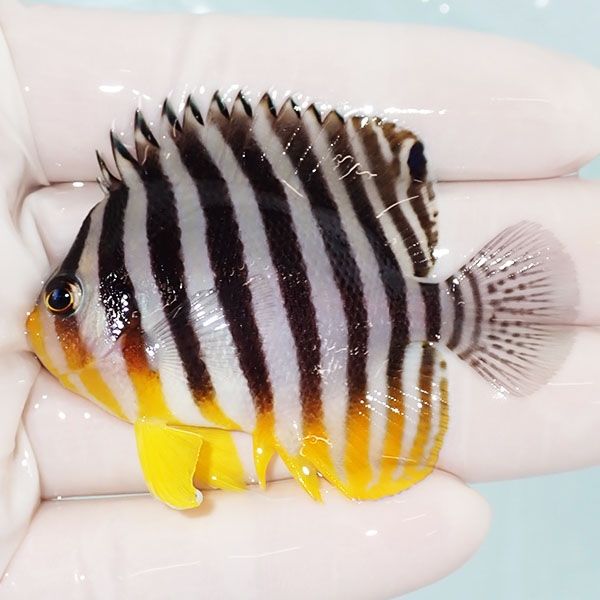 【現物11】sale シマヤッコ 6cm±! 海水魚 生体 15時までのご注文で当日...