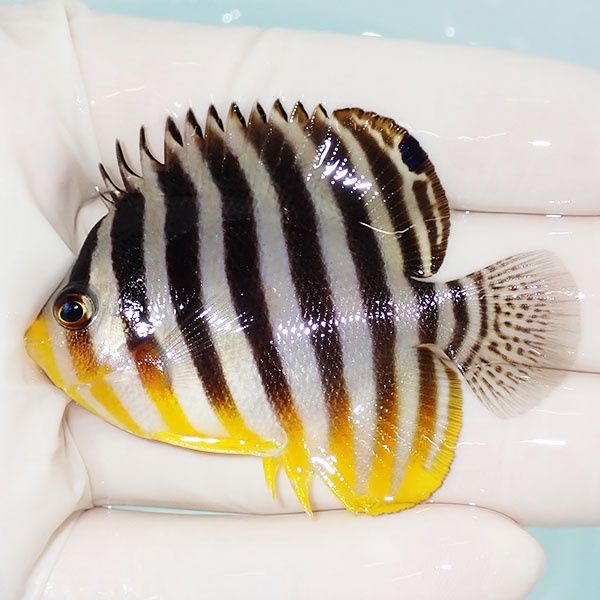 【現物6】sale シマヤッコ 6cm±! 海水魚 生体 15時までのご注文で当日発...