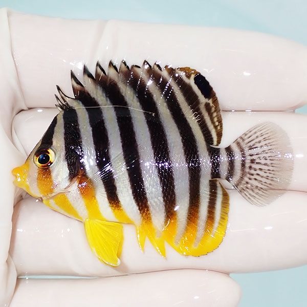 【現物7】sale シマヤッコ 5.5cm±! 海水魚 生体 15時までのご注文で当日...