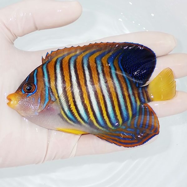 【現物1】ニシキヤッコ 12cm±!海水魚 ヤッコ15時までのご注文で当日発送...